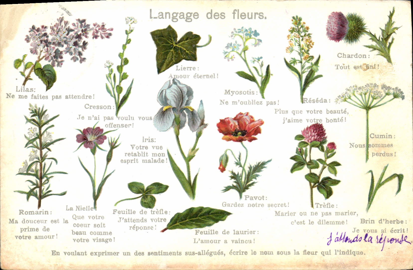 Vintage Postcard Fantasy the language of the flower
