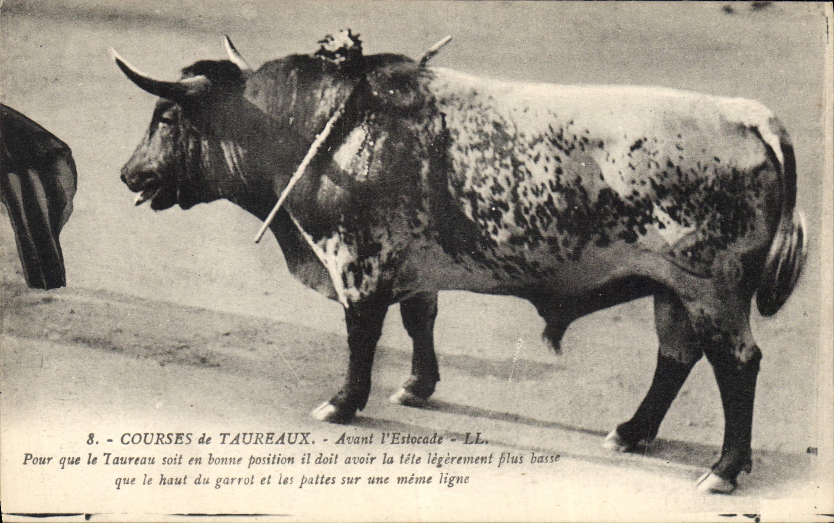 CPA Corrida Course de taureaux Avant l'estocade