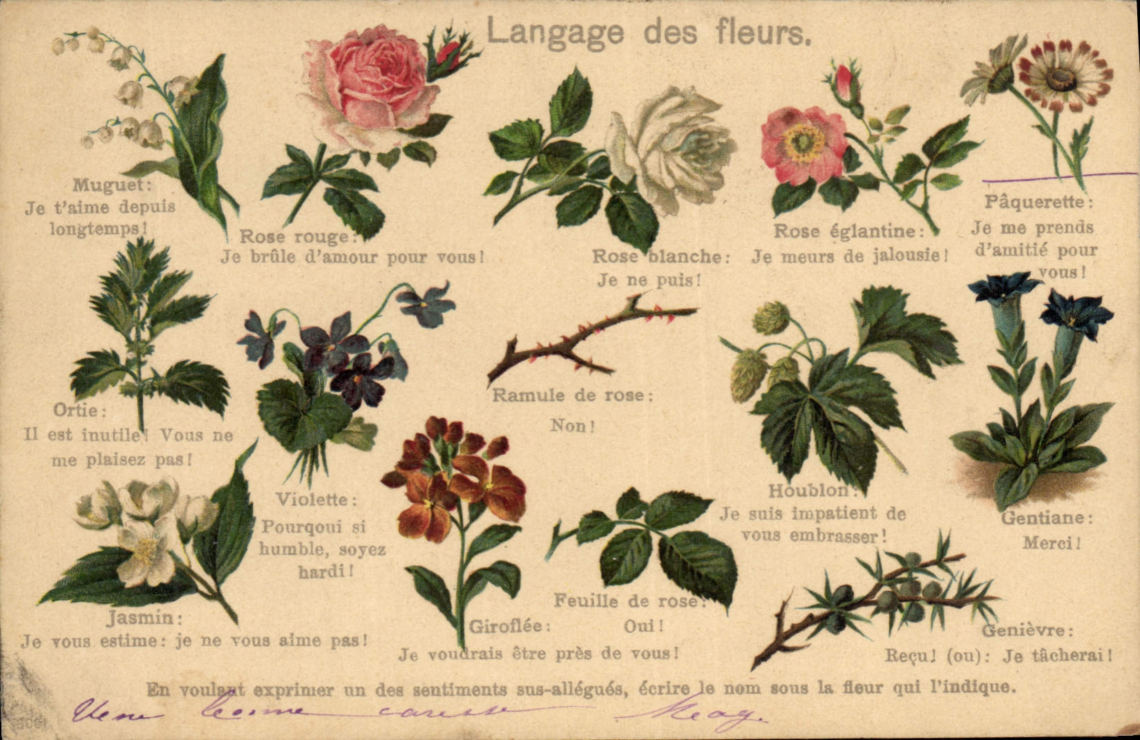 CPA Fantaisie Le langage des Fleurs 
