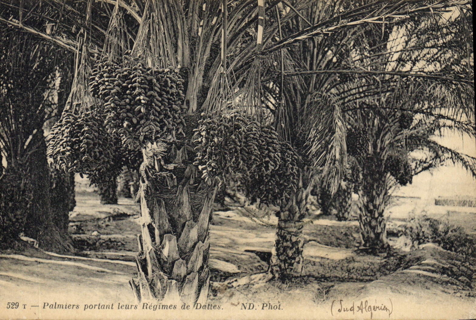 Vintage Postcard Palm trees carrying their date modes