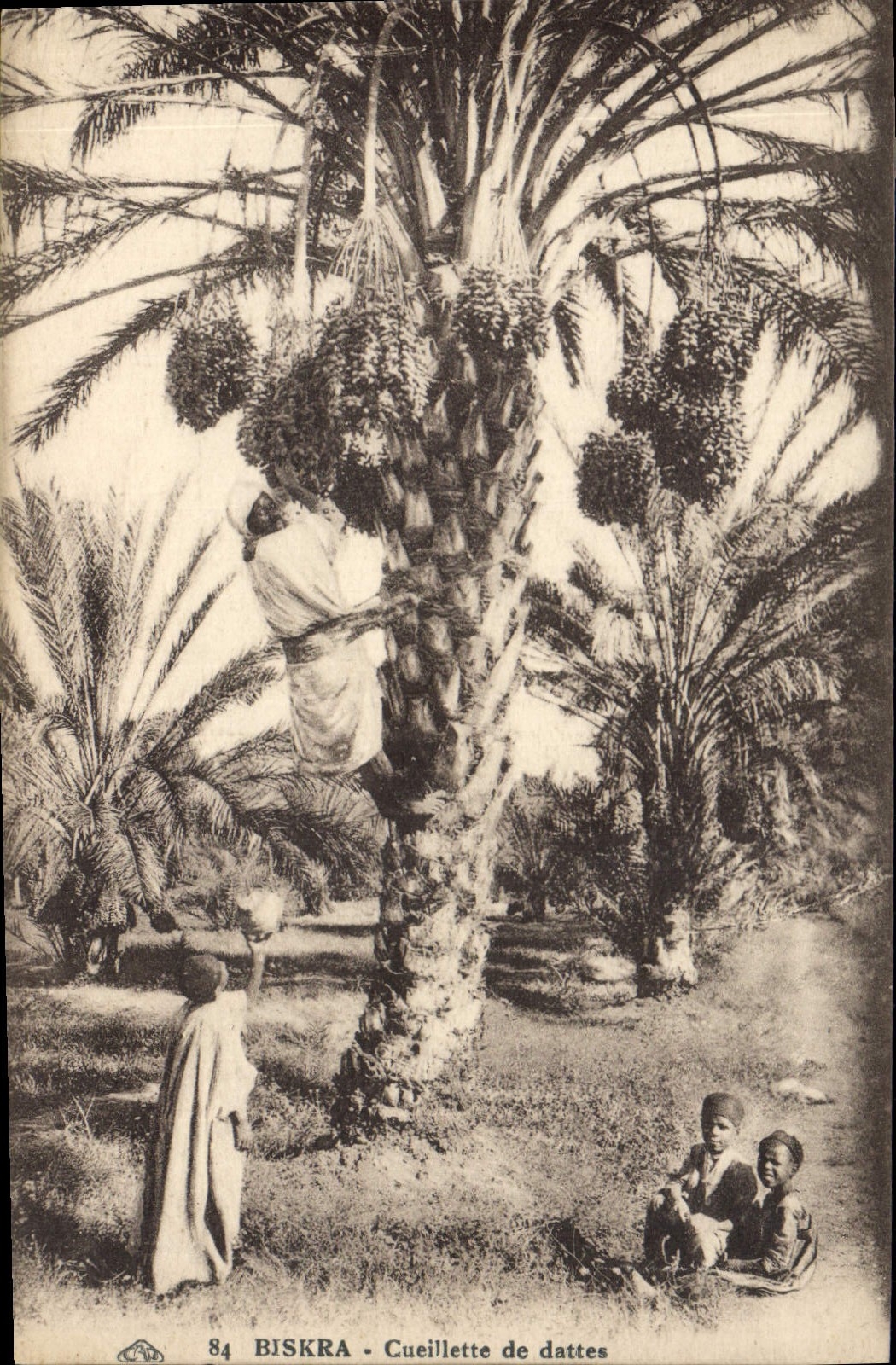 Vintage Postcard Palm trees Biskra Gathering of dates