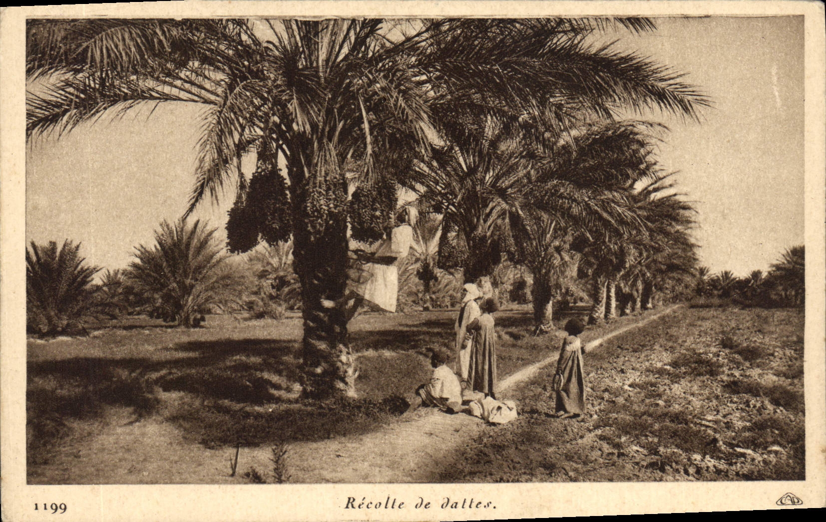 Vintage Postcard Palmiers Collects dates