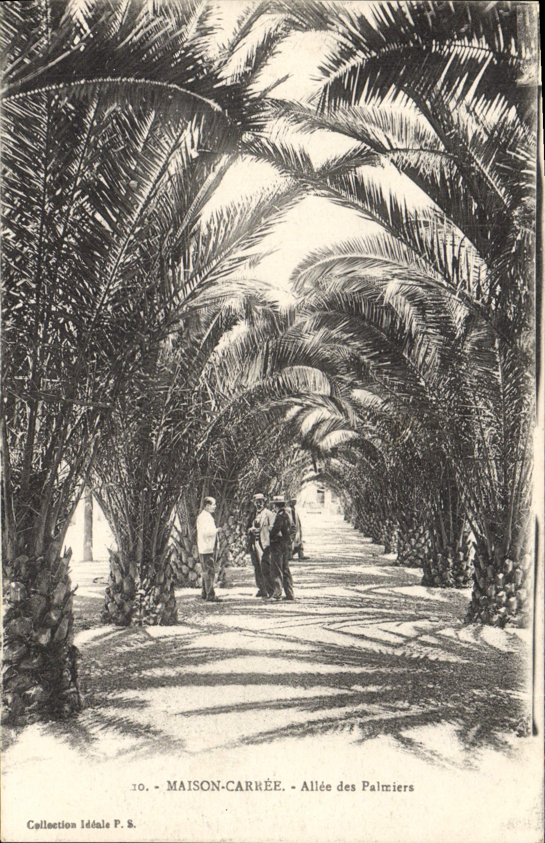 CPA Maison carree Allee des Palmiers 