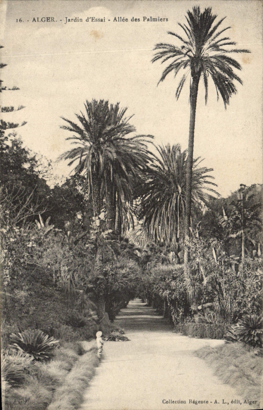 CPA Alger Jardins d'essai Allee des Palmiers 