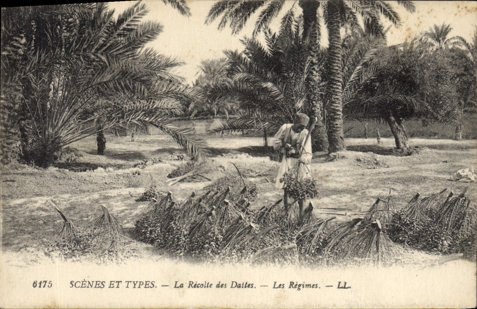 Vintage Postcard Palm trees the date harvest modes