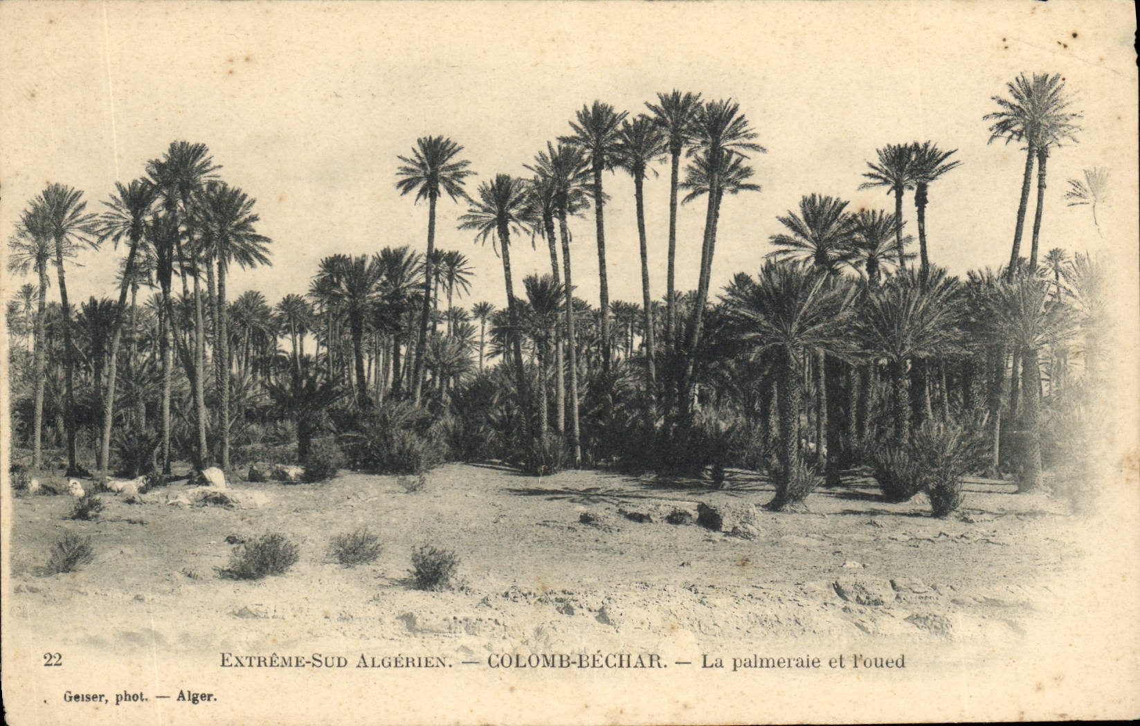 CPA Palmiers Extreme Sud Algerien Colomb Bechar La palmeraie et Foued 