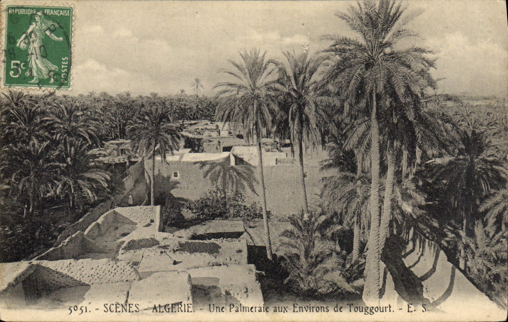 Vintage Postcard Palm trees Algeria a palm plantation around Touggourt