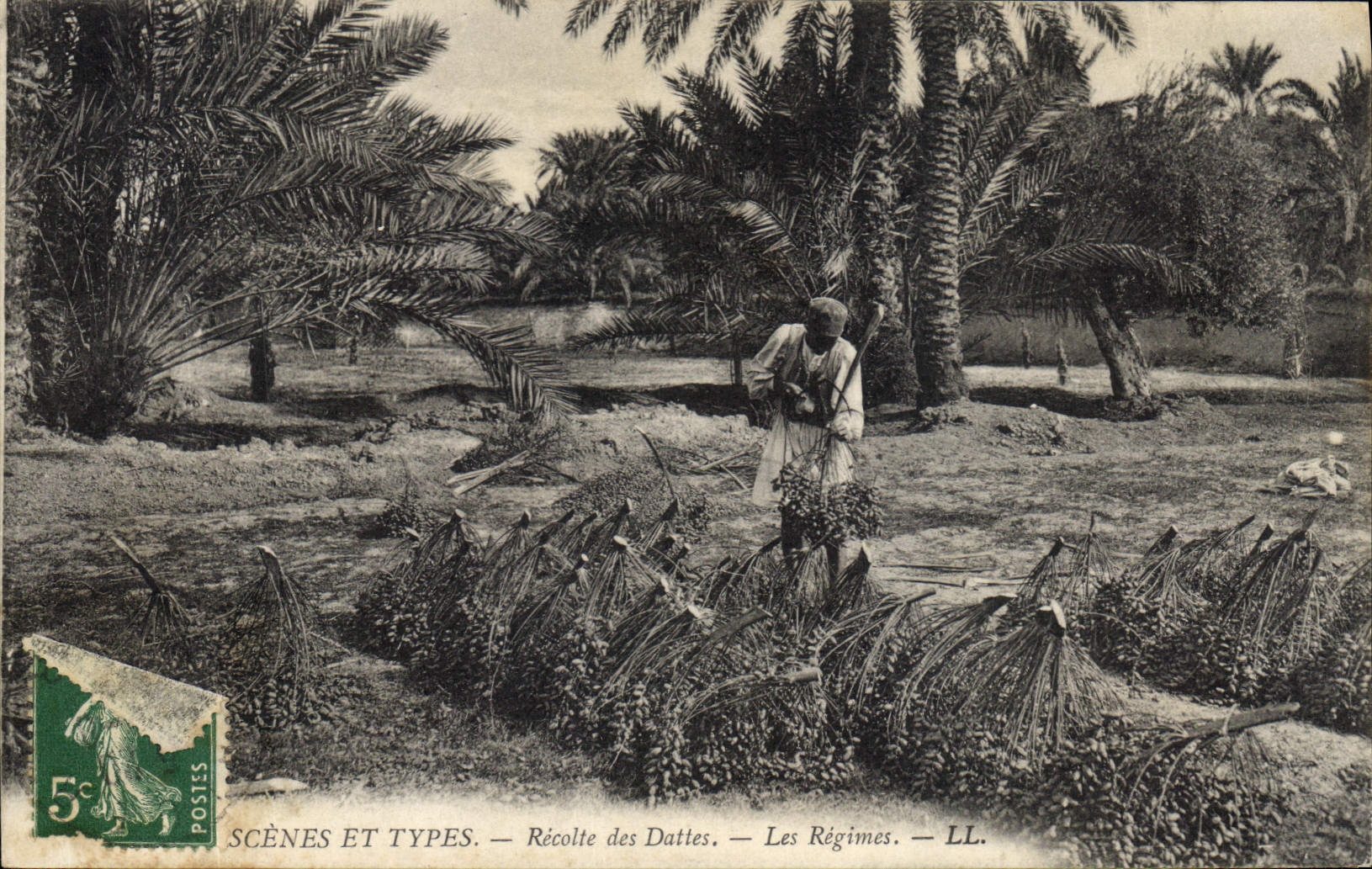 CPA Palmiers Recolte de dattes Les regimes 