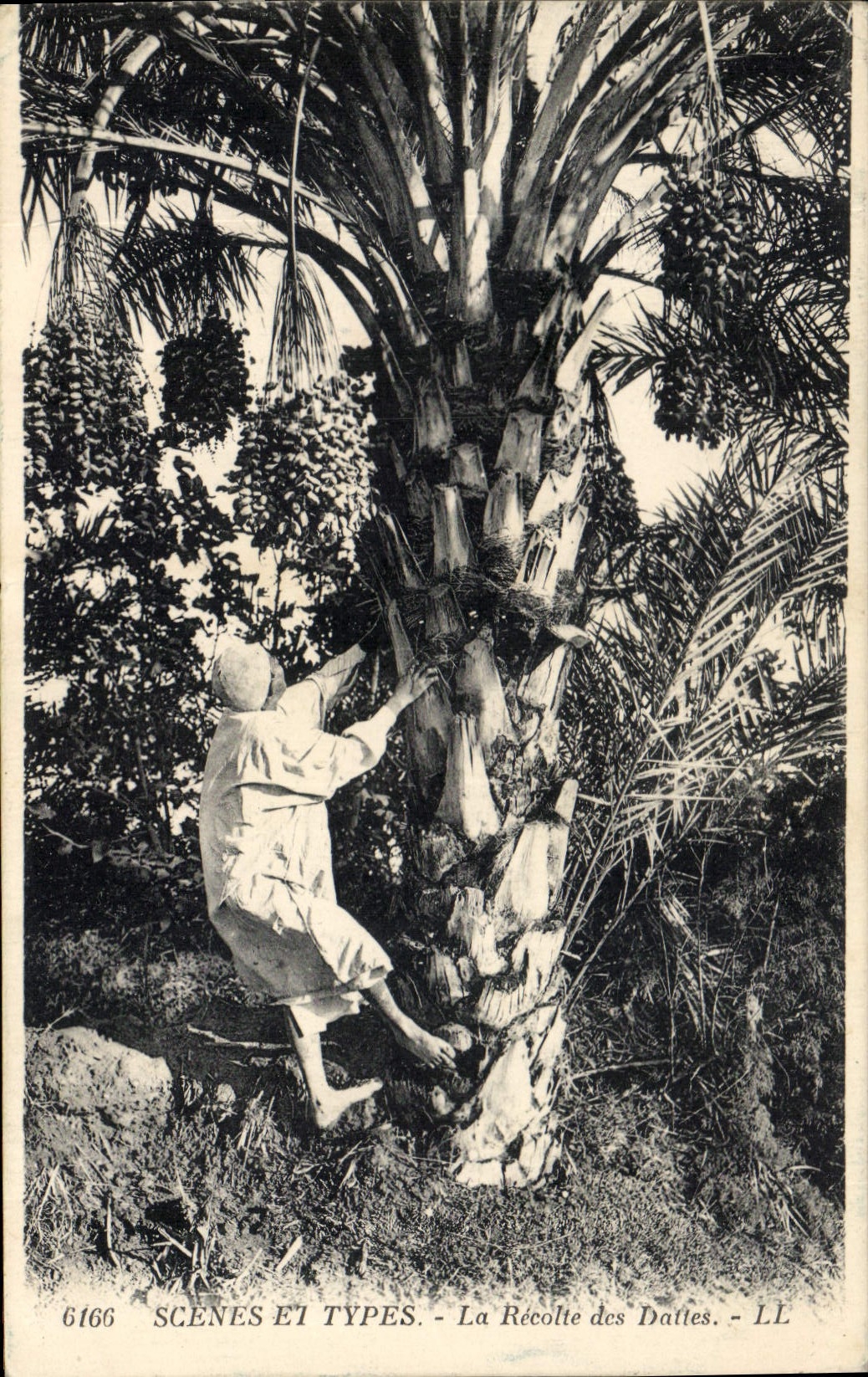 Vintage Postcard Palm trees the harvest of dates