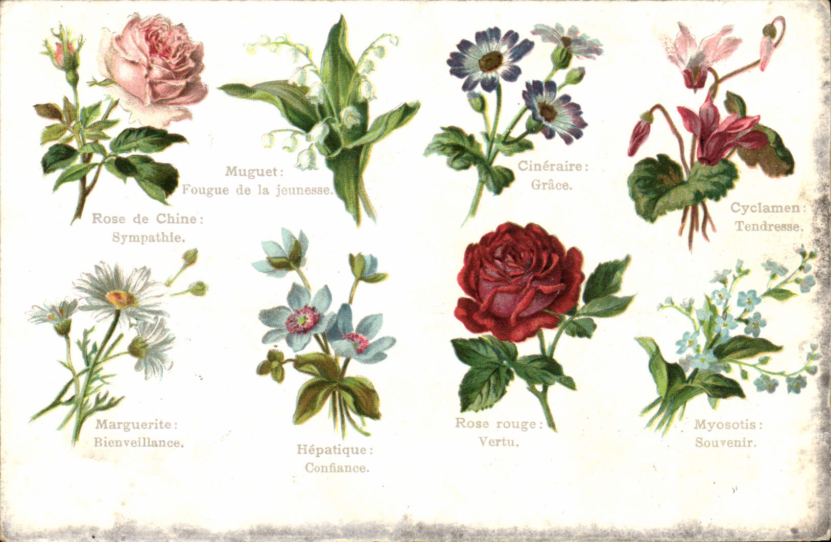 CPA Fantaisie Langage des Fleurs 