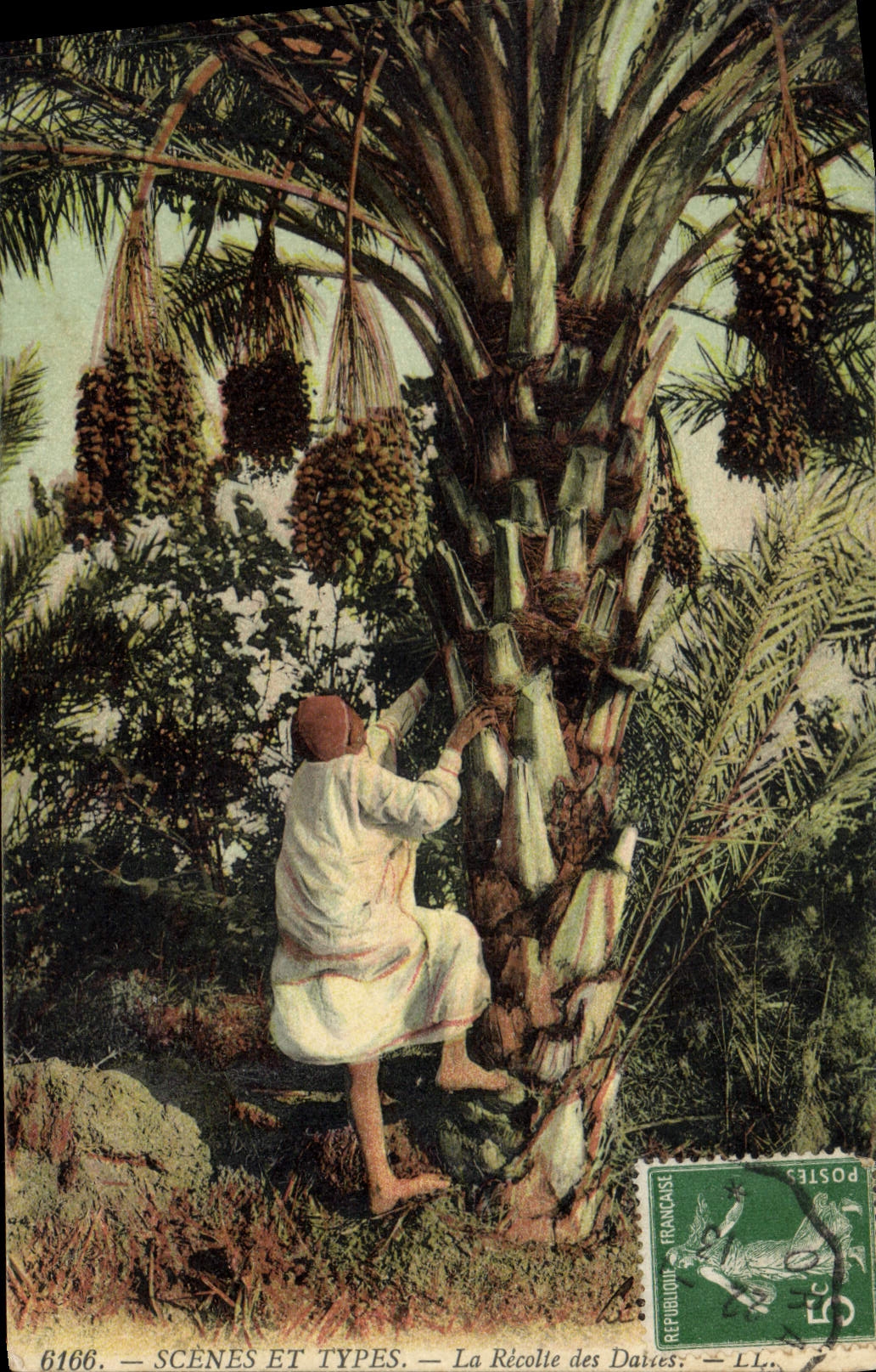 Vintage Postcard Palm trees Palm tree the harvest of dates