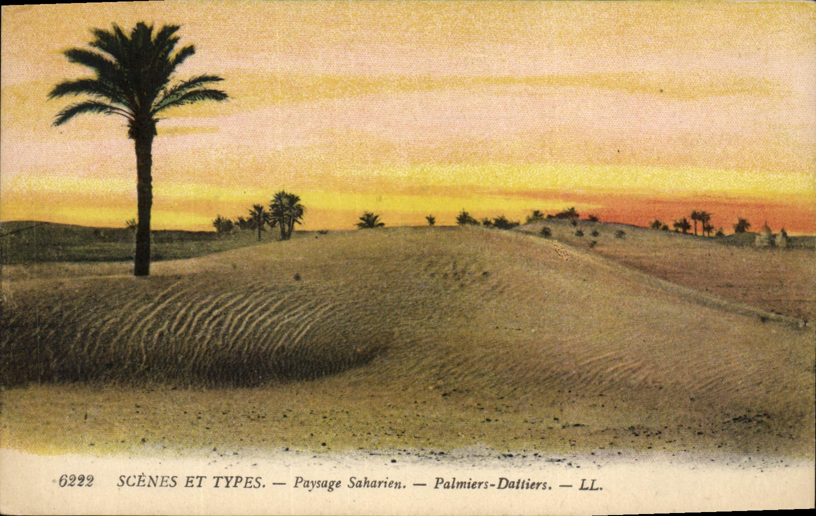 Vintage Postcard Palm trees Palm tree Saharan Landscape Palm trees - date palms