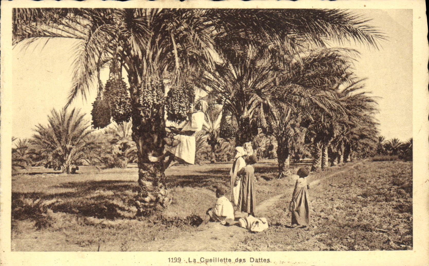 CPA Palmiers Palmier La cueillette des dattes