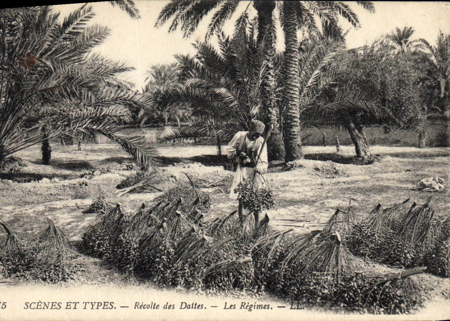 Vintage Postcard Palmiers Palm tree Collects dates the modes
