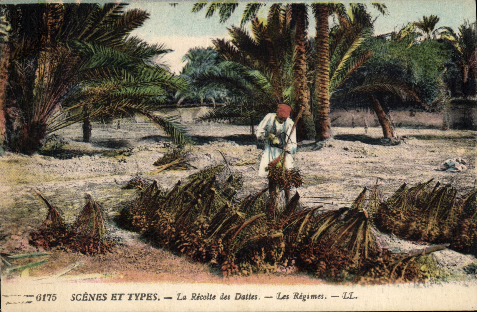 CPA Palmiers Palmier La recolte des dattes Les regimes 