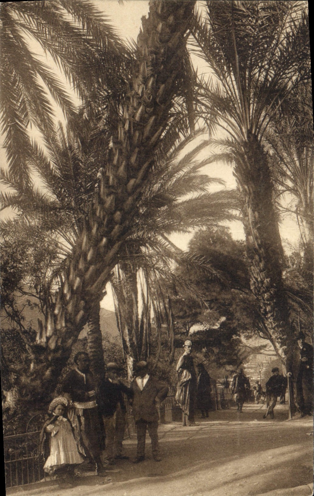 Vintage Postcard Palm trees Oran Palm tree the walk taken of the pond