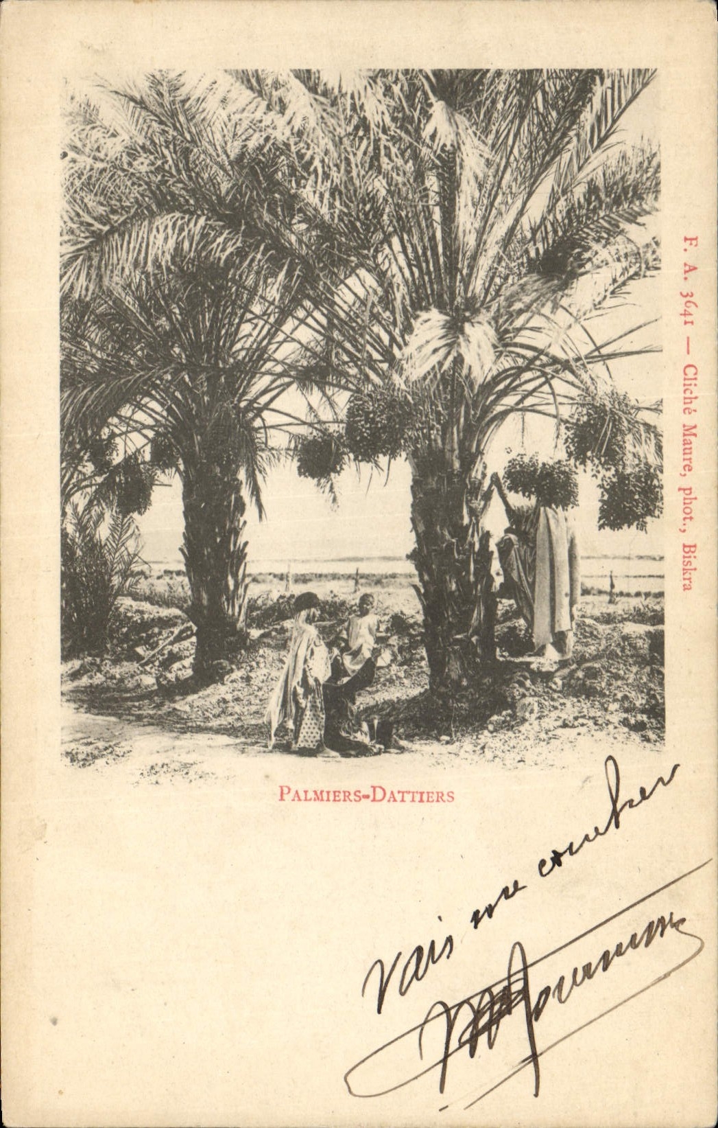 Vintage Postcard Palm trees - date palms Palm tree