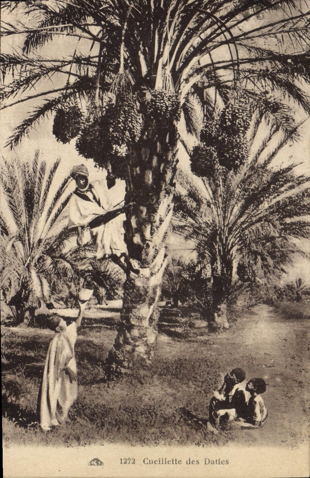 CPA Palmiers Palmier Cueillette de dattes 