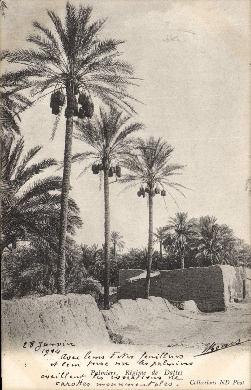 Vintage Postcard Palm trees Palm tree Mode of dates