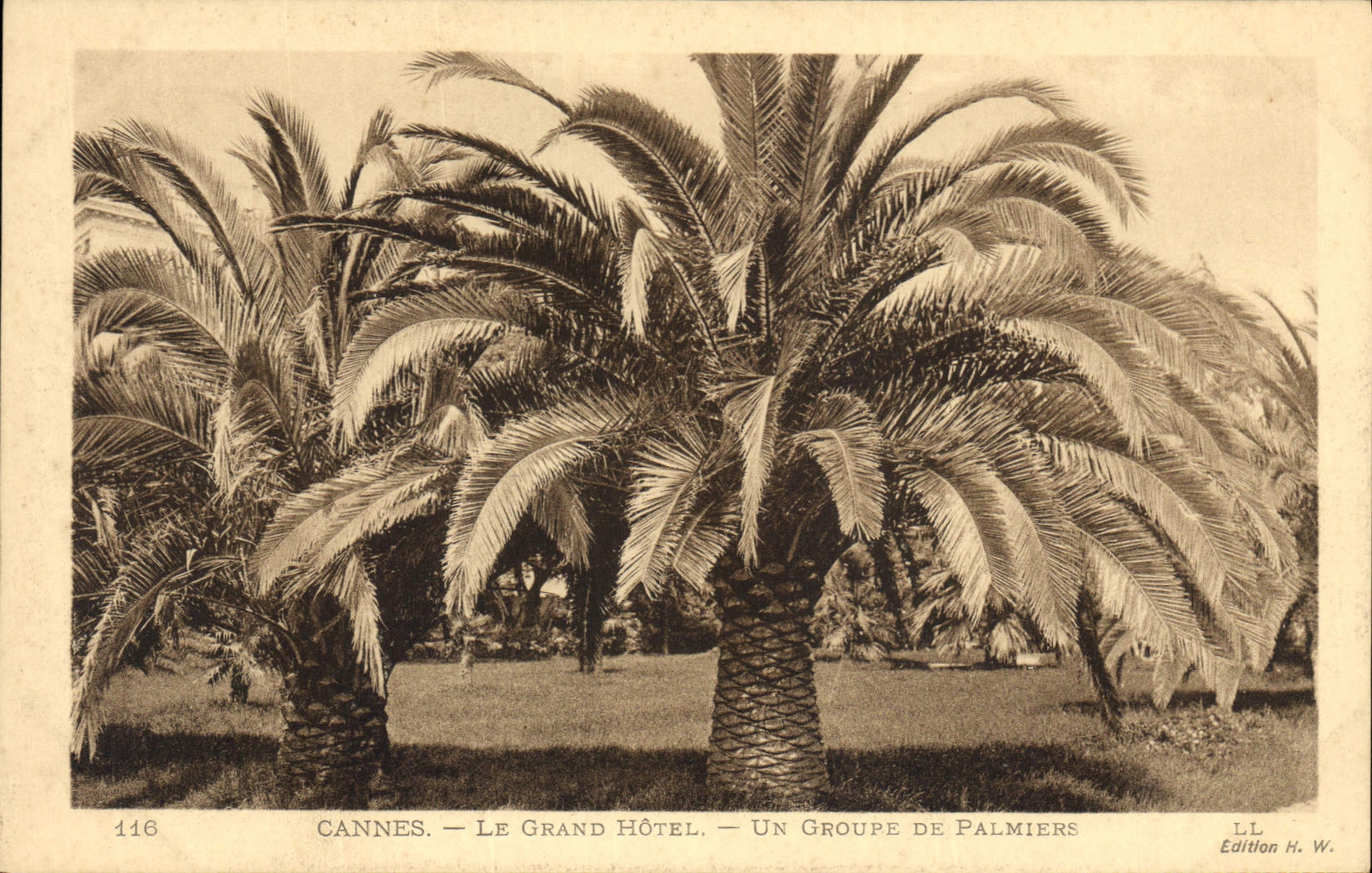 Vintage Postcard Cannes the large Hotel a group of Palm trees Palm tree