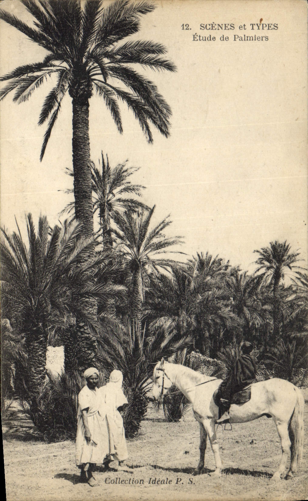 Vintage Postcard Study of Palm trees Horse Palm tree