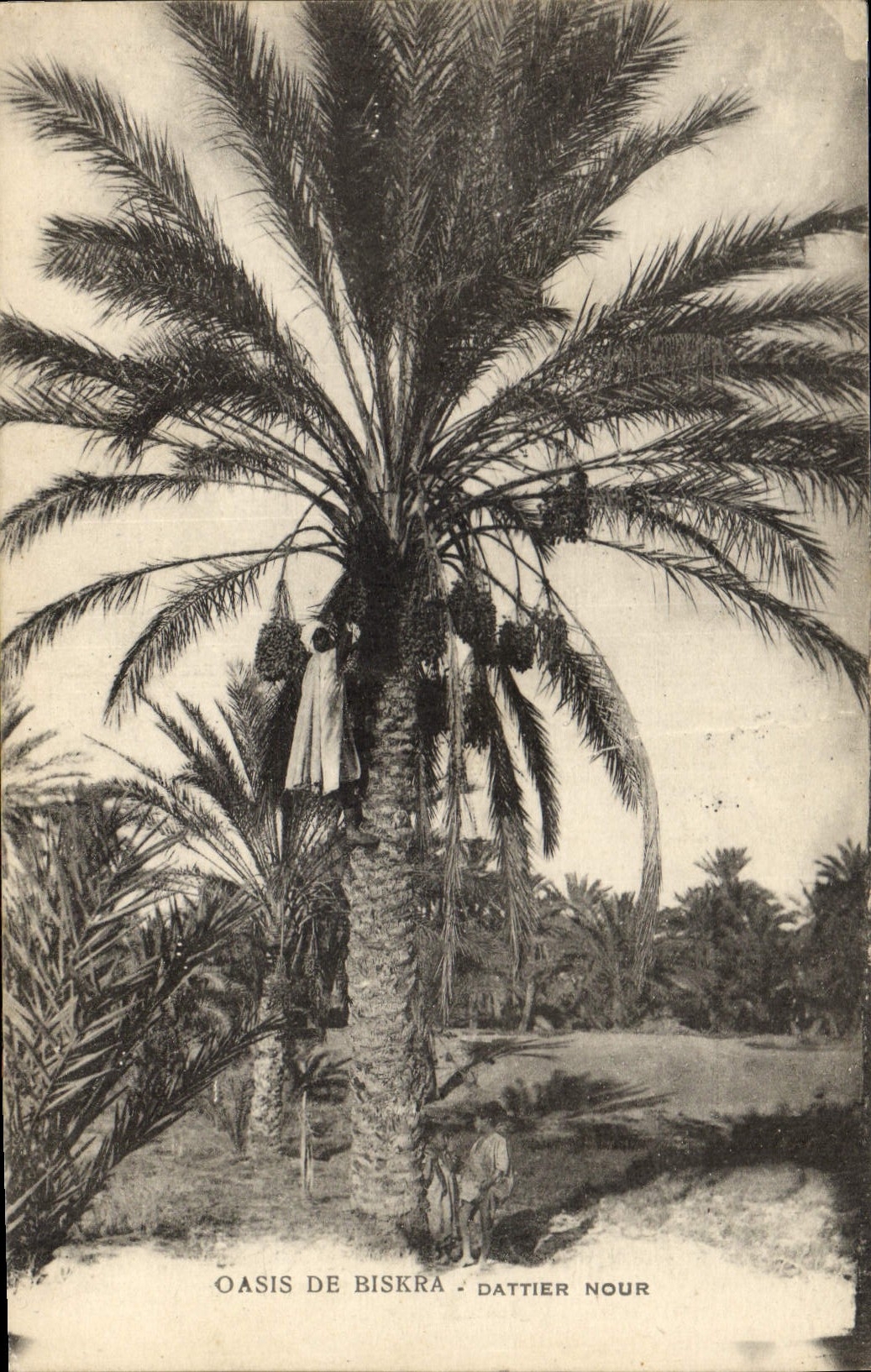 CPA Palmiers Palmier Biskra Dattier noir 