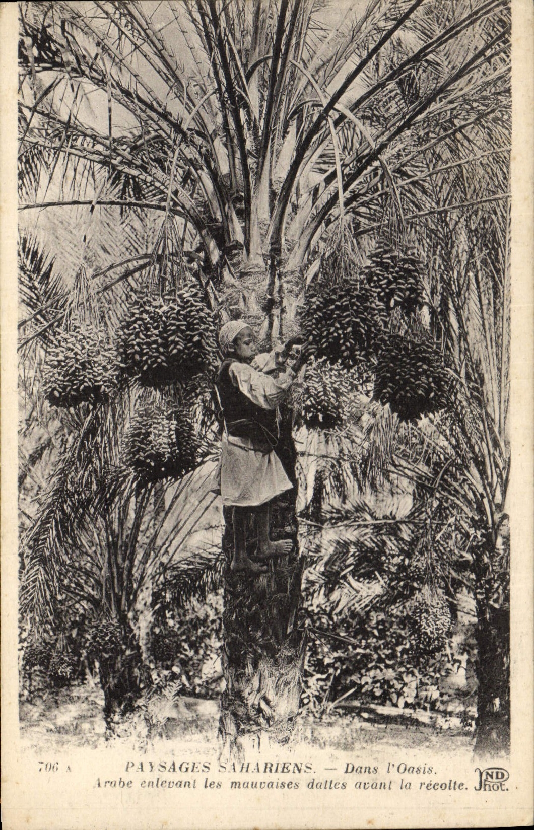 CPA Palmiers Palmier Dans l'oasis Arabe enlevant les mauvaises dattes avant la recolte 
