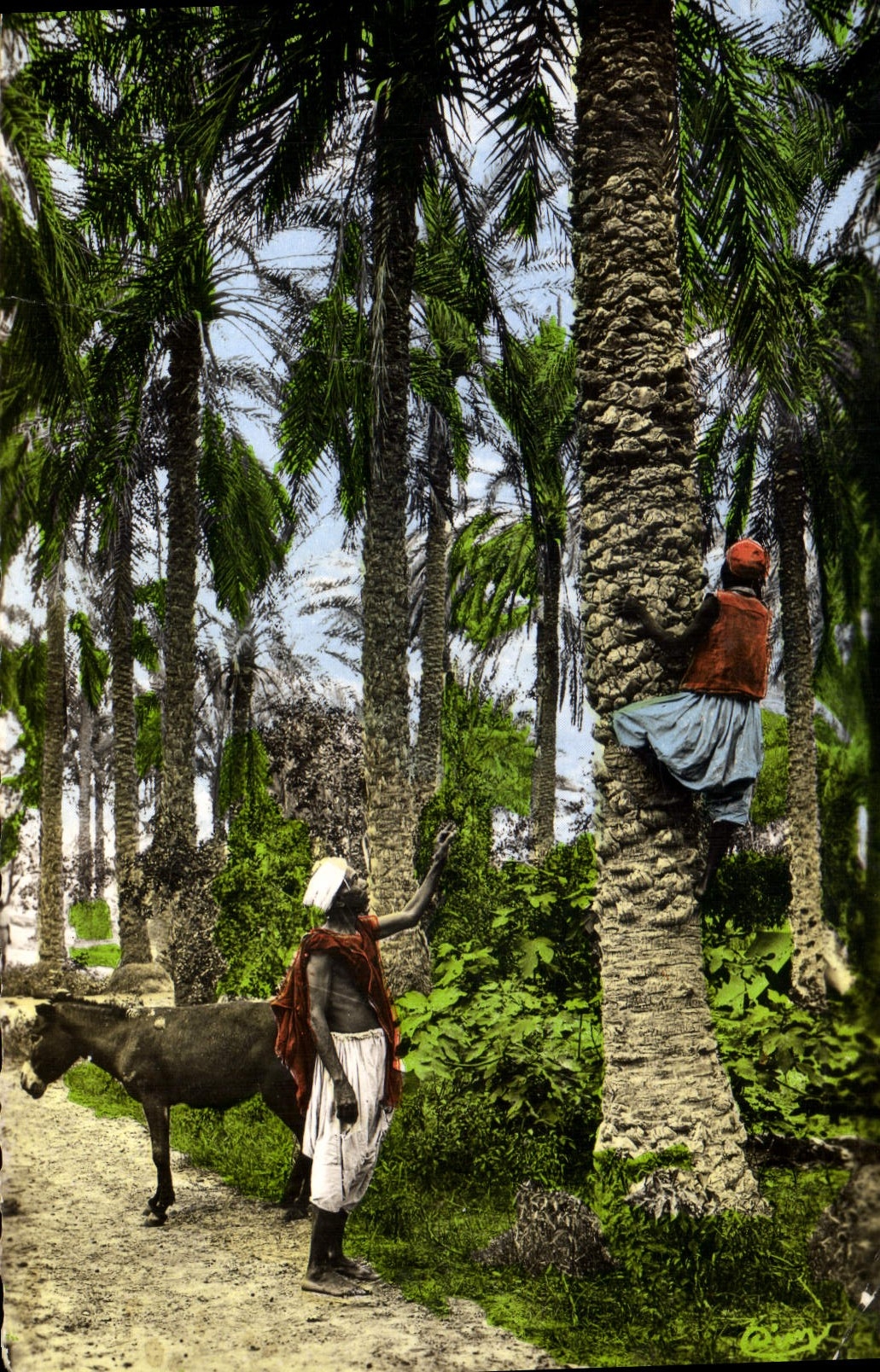 Vintage Postcard rise with the Palm trees Palm tree
