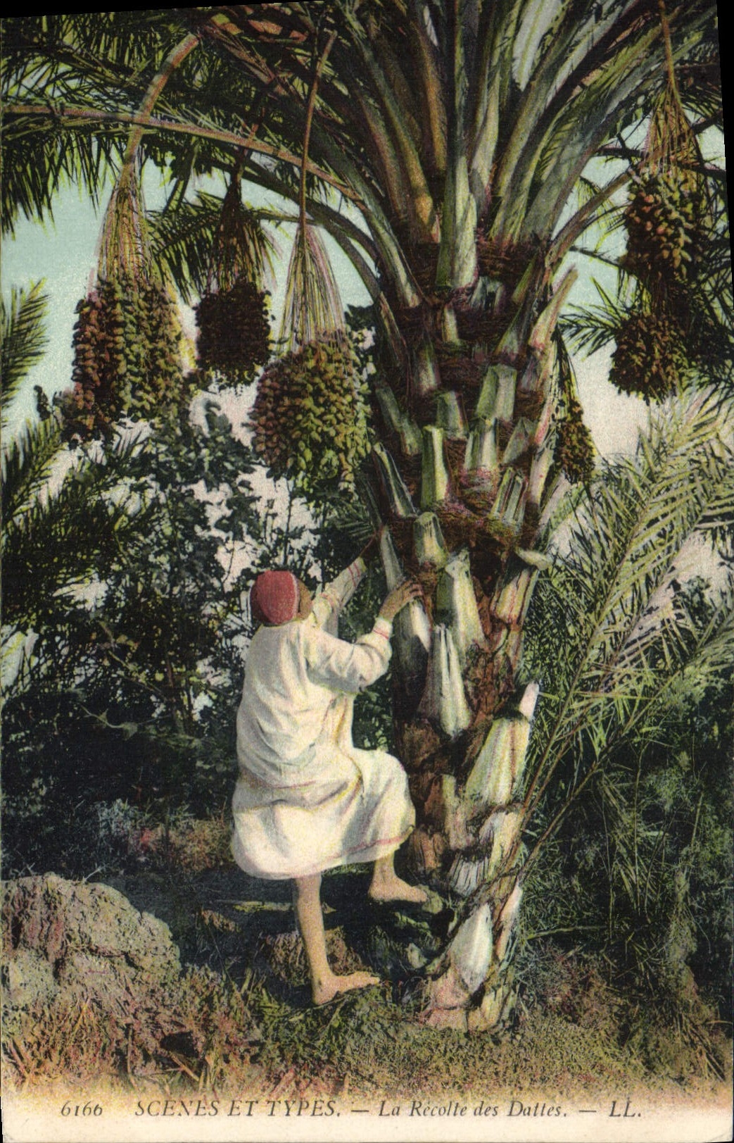 CPA Palmiers Palmier La recolte des dattes