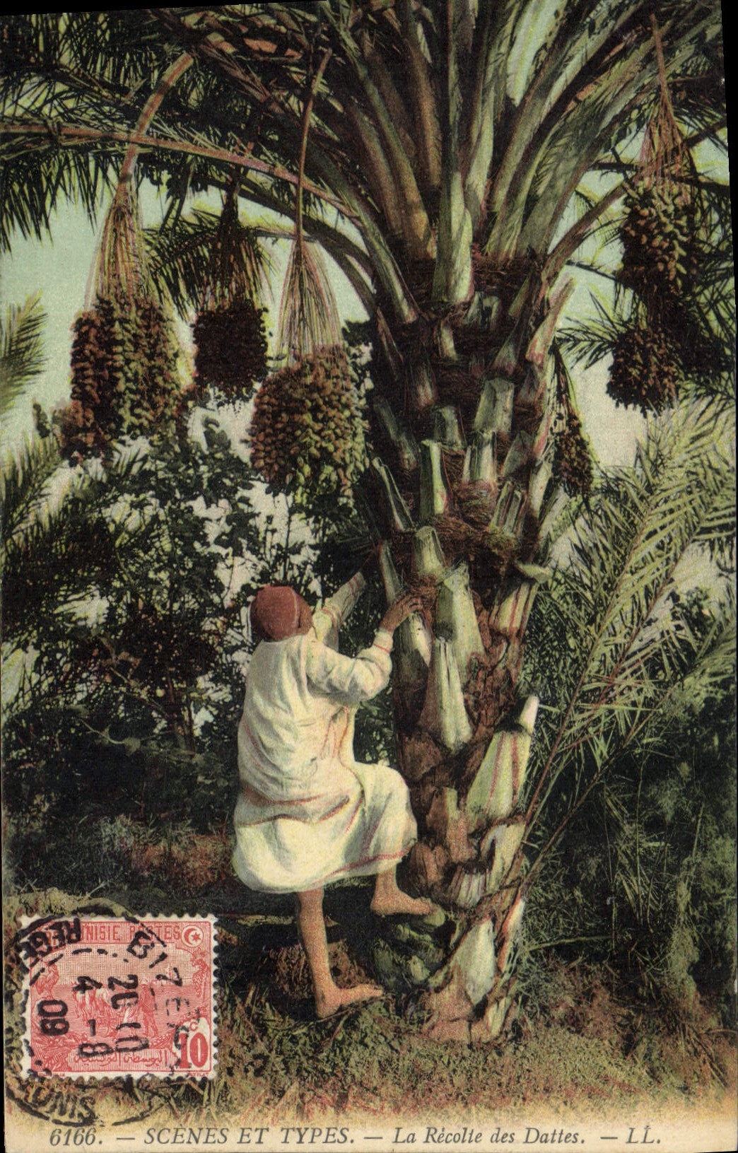 CPA Palmiers Palmier La recolte des dattes 