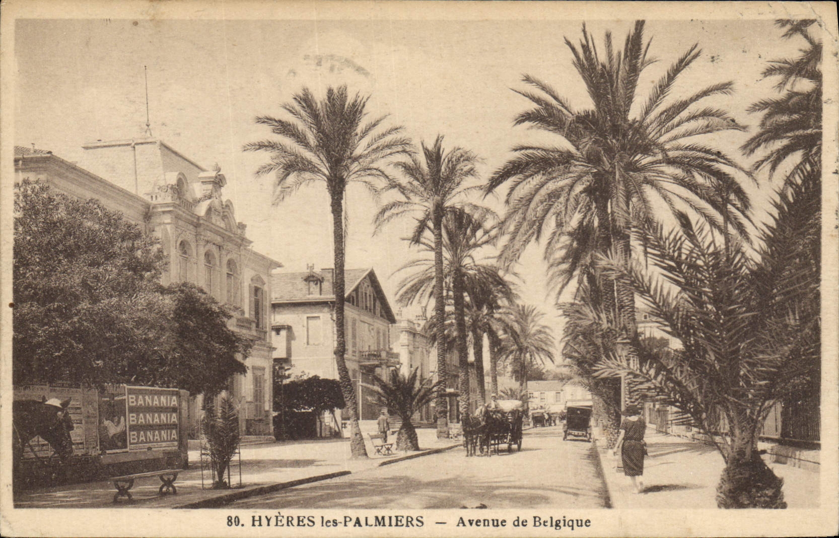 Vintage Postcard Hyeres the Palm trees Palm tree Avenue of Belgium