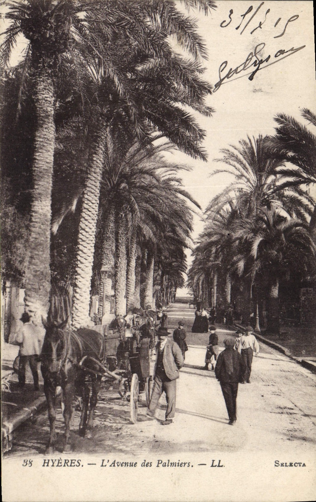 Vintage Postcard Hyeres Avenue of the Palm trees Palm tree