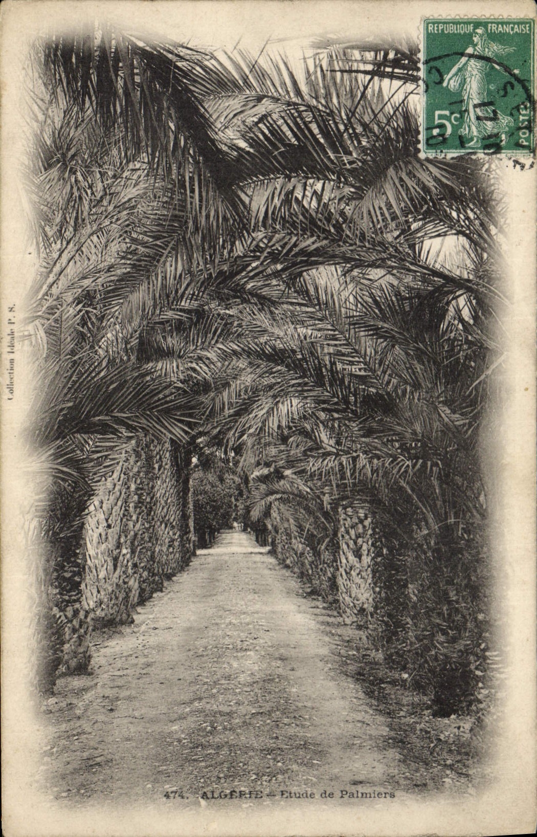 CPA Algerie Etude de Palmiers Palmier 
