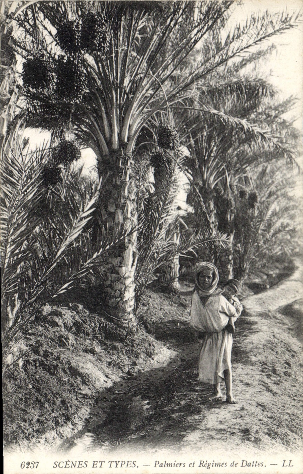 Vintage Postcard Palm trees and date modes Child wife Palm tree