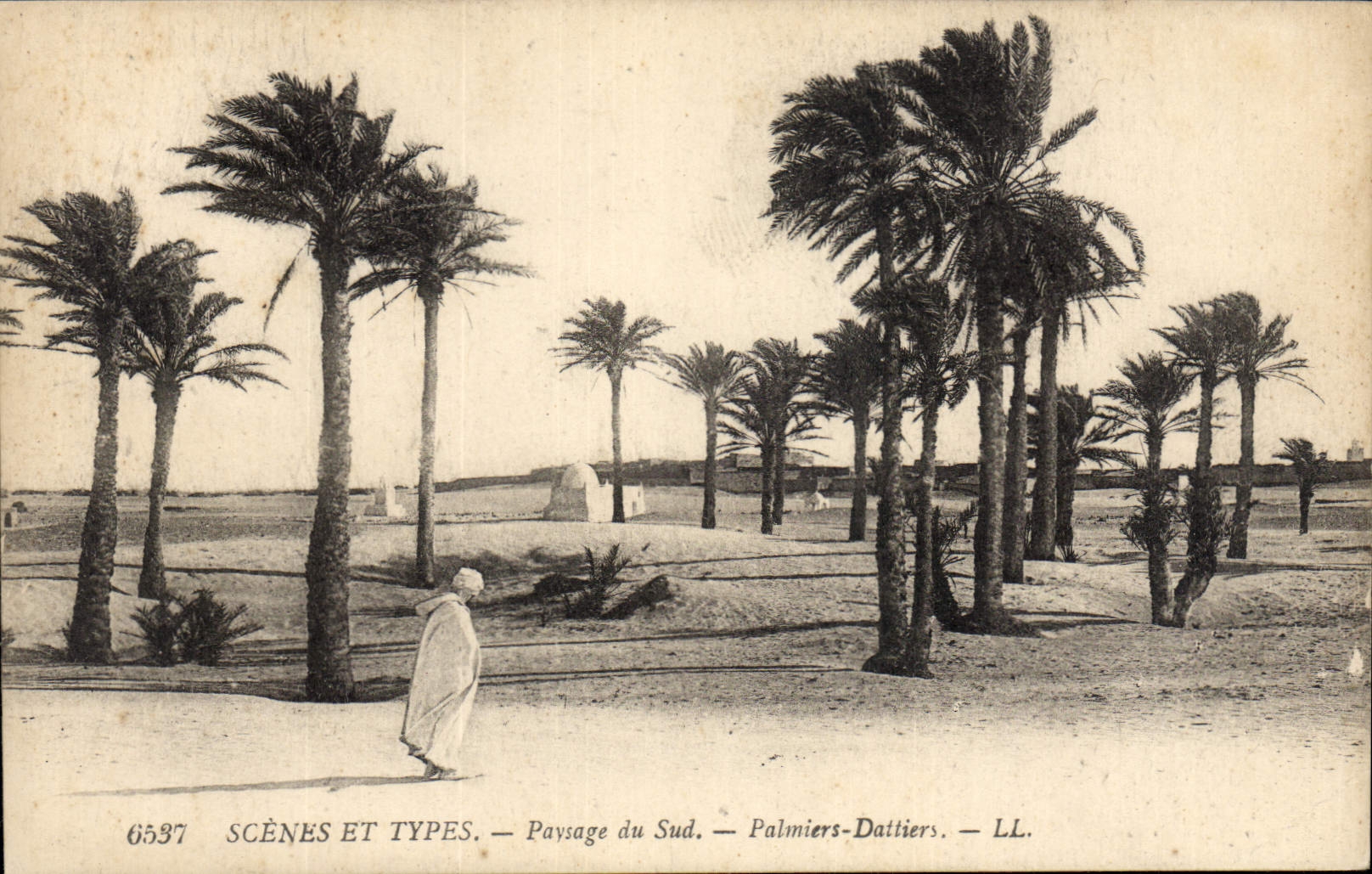 Vintage Postcard Palm trees - date palms Landscape of the Southern Palm tree