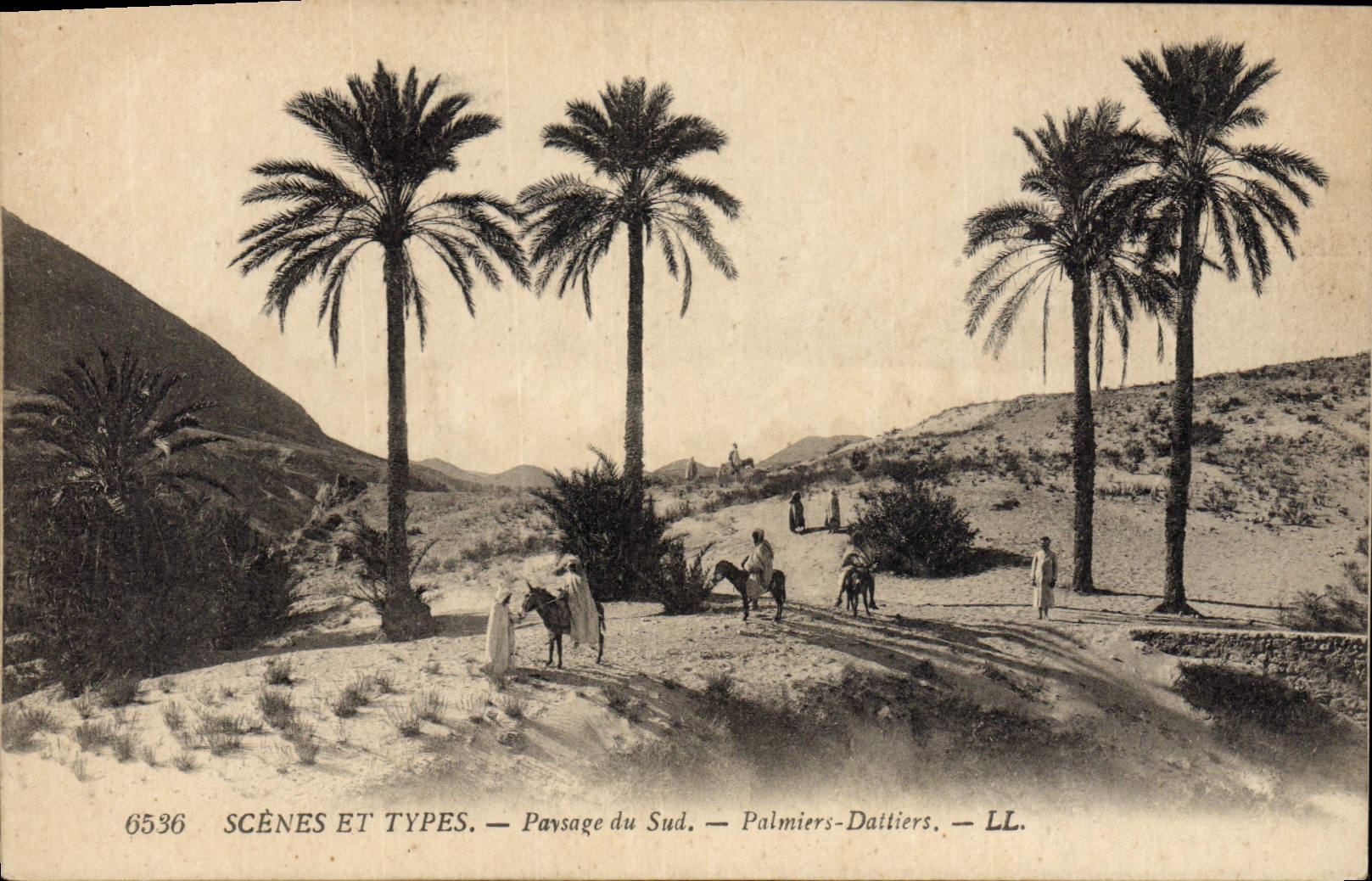 CPA Palmiers Dattiers Paysage du Sud Palmier