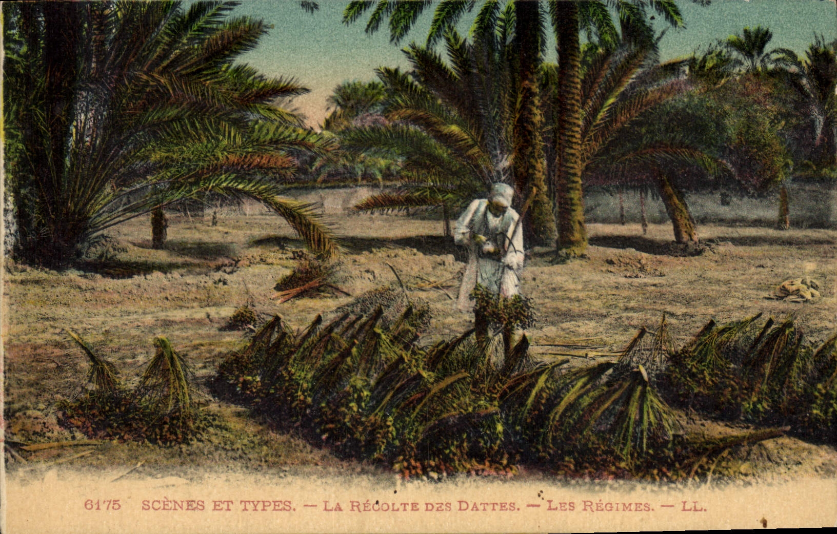 CPA Palmiers Palmier La recolte des dattes Les regimes 