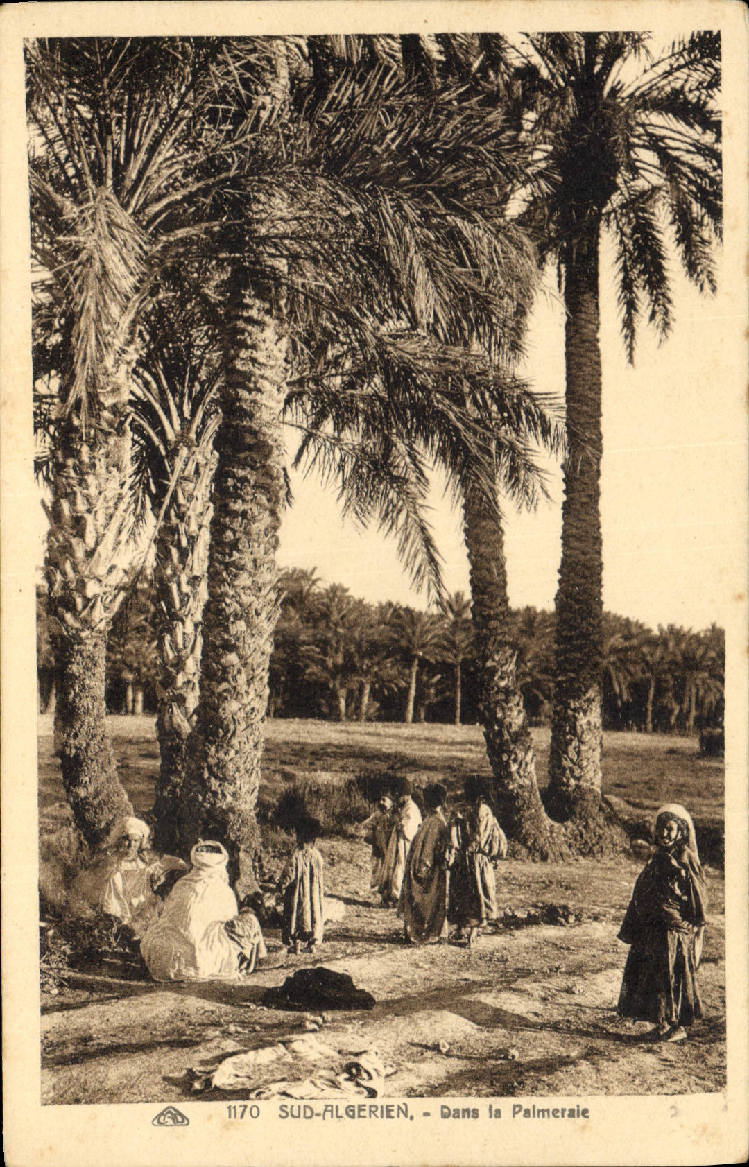 CPA Palmiers Palmier Dans la palmeraie Sud Algerien