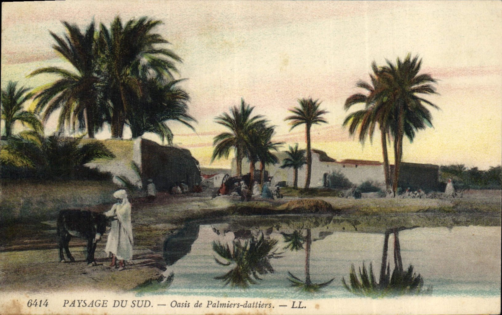 Vintage Postcard Palm trees Palm tree Oasis of palm trees - date palms