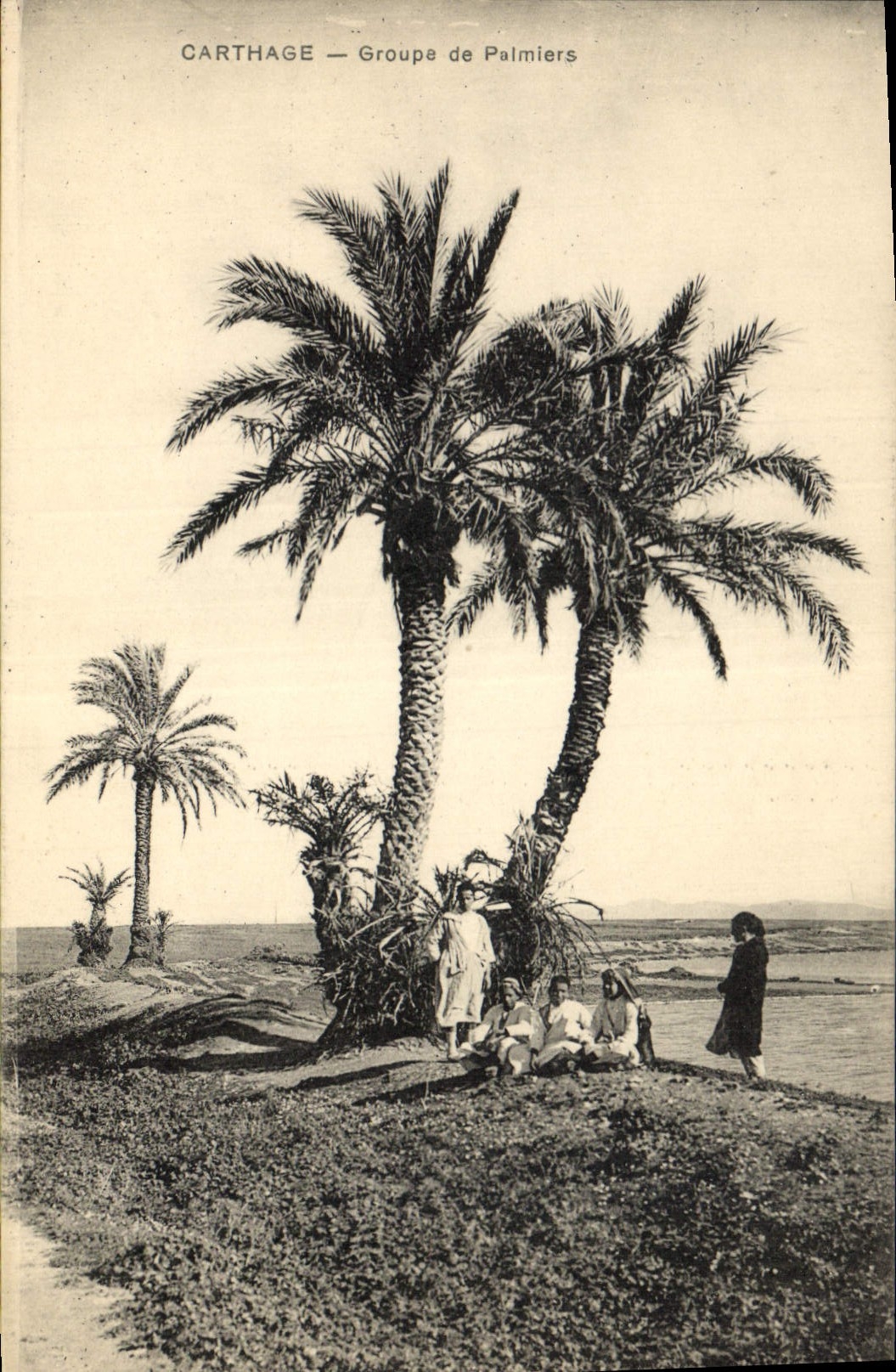 Vintage Postcard Carthage Groups Palm trees Palm tree