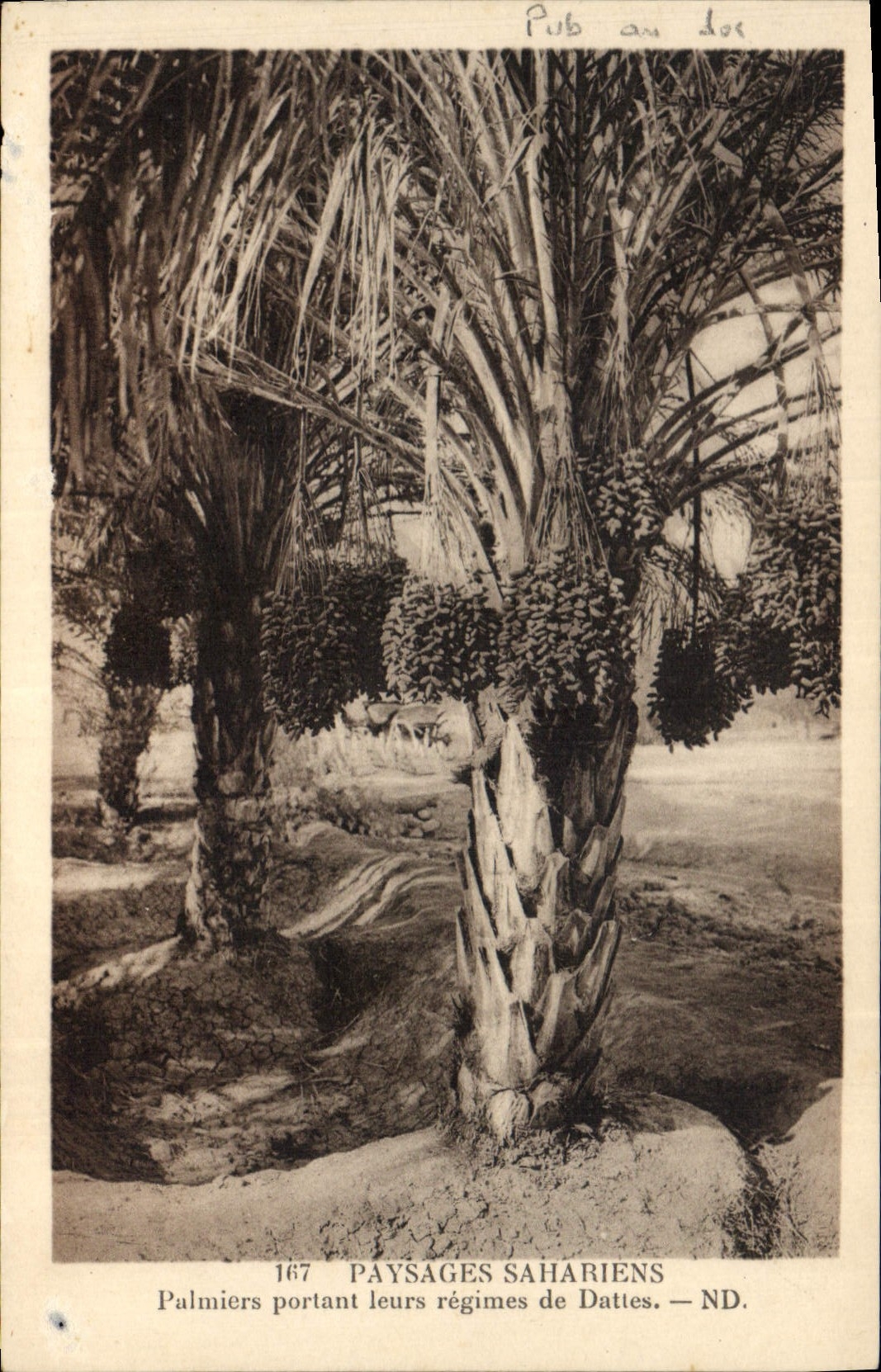Vintage Postcard Palm trees Palm tree Saharan Landscapes Palm trees carrying their date modes