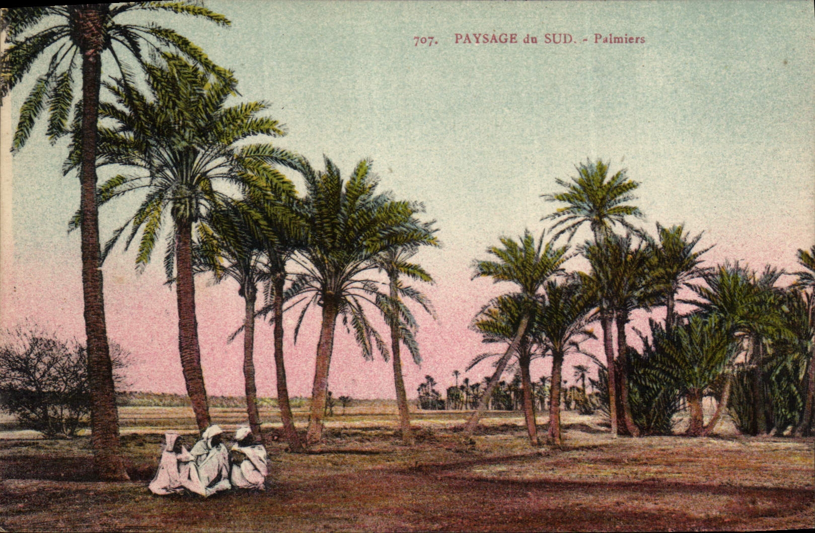 Vintage Postcard Palm trees Palm tree Landscape of the South
