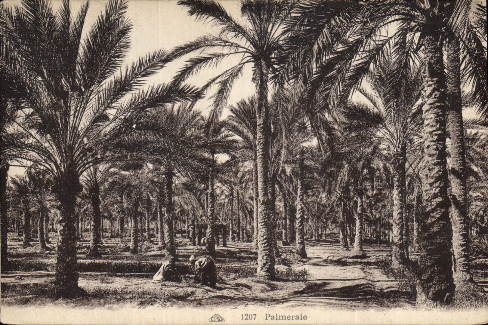 Vintage Postcard Palm trees Palm tree Palm plantation