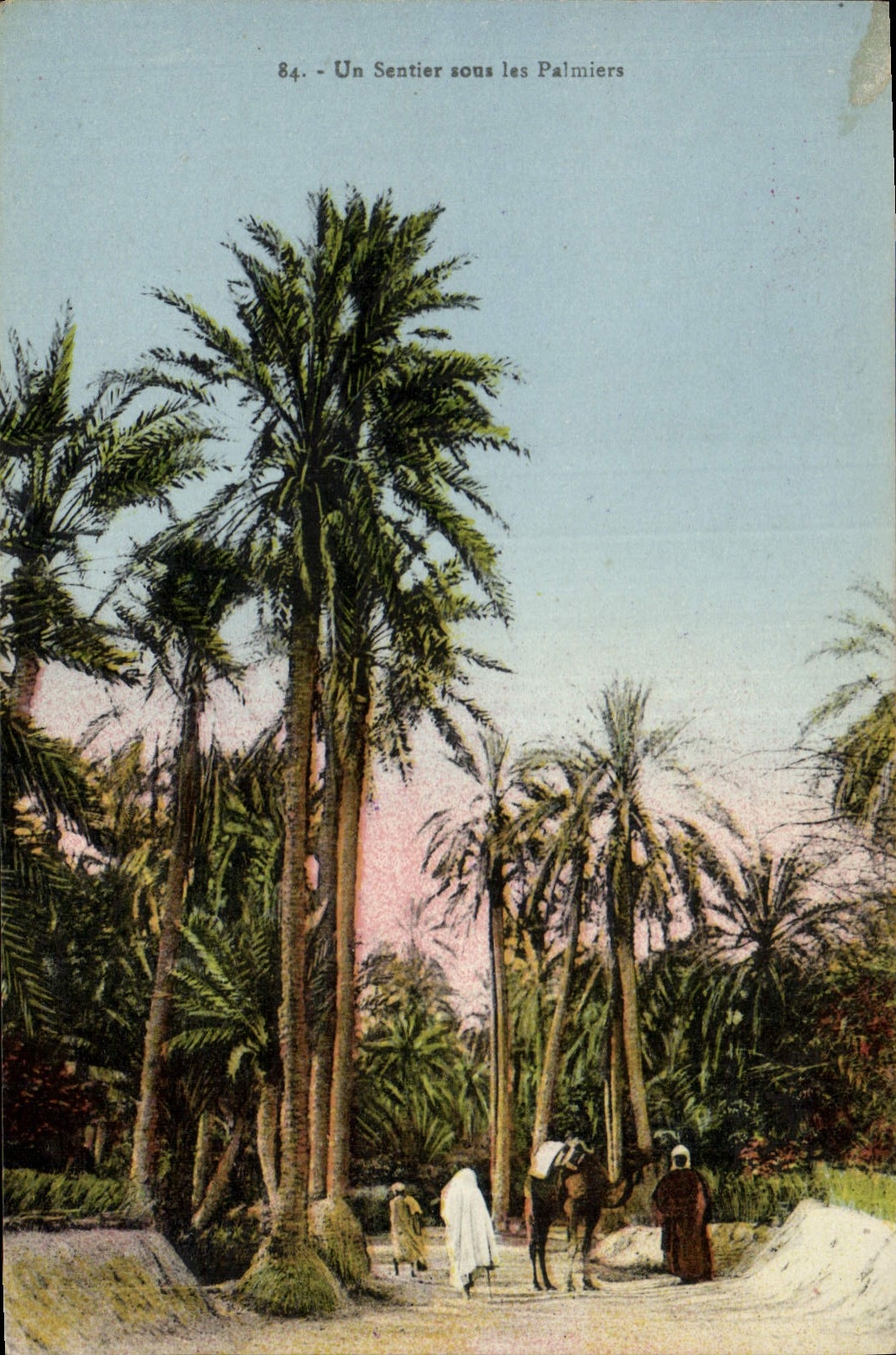 Vintage Postcard a path under the Palm trees Palm tree