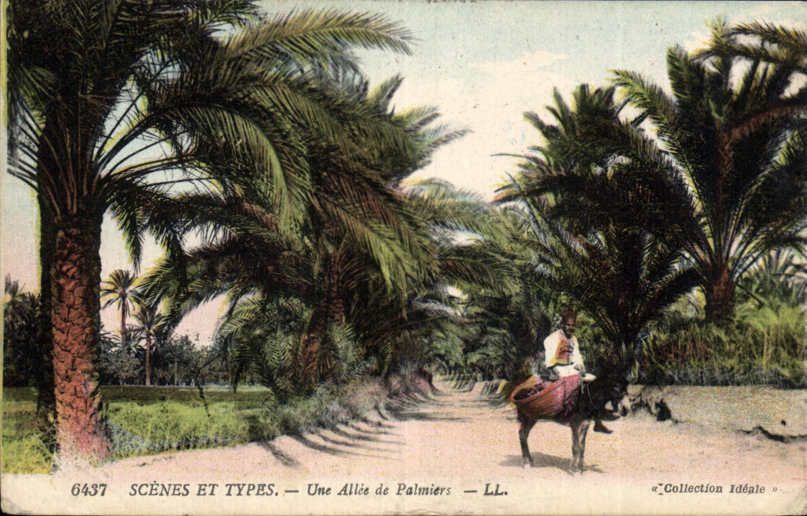 Vintage Postcard an alley of Palm trees Palm tree