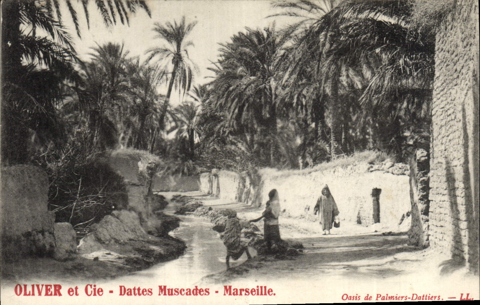 Vintage Postcard Palm trees Palm tree Oliver and Co Dates nutmegs Marseilles Oasis of palm trees - date palms