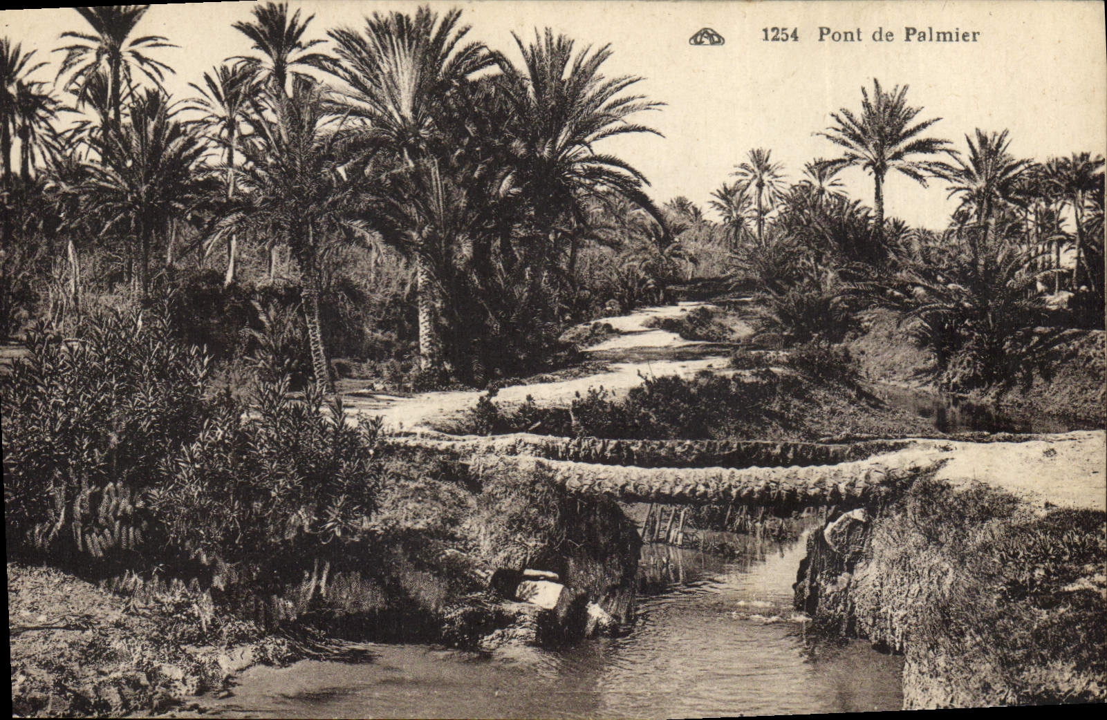 Vintage Postcard Palm trees Bridge of Palm tree