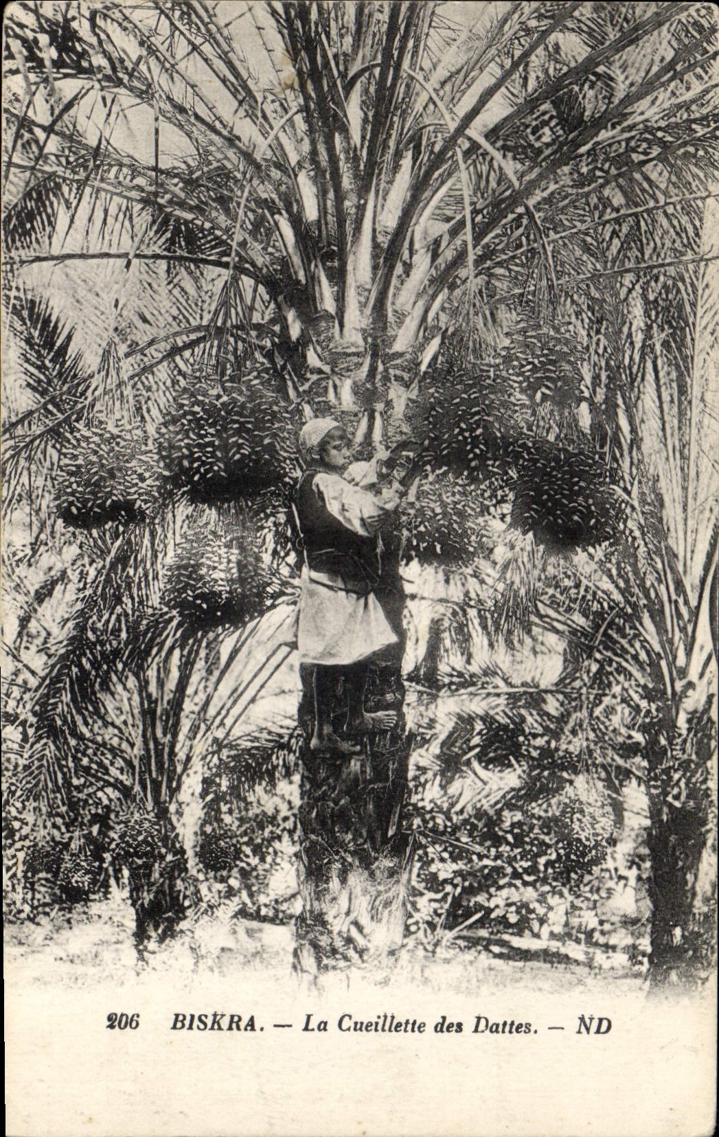 Vintage Postcard Palm trees Biskra Palm tree the gathering of dates
