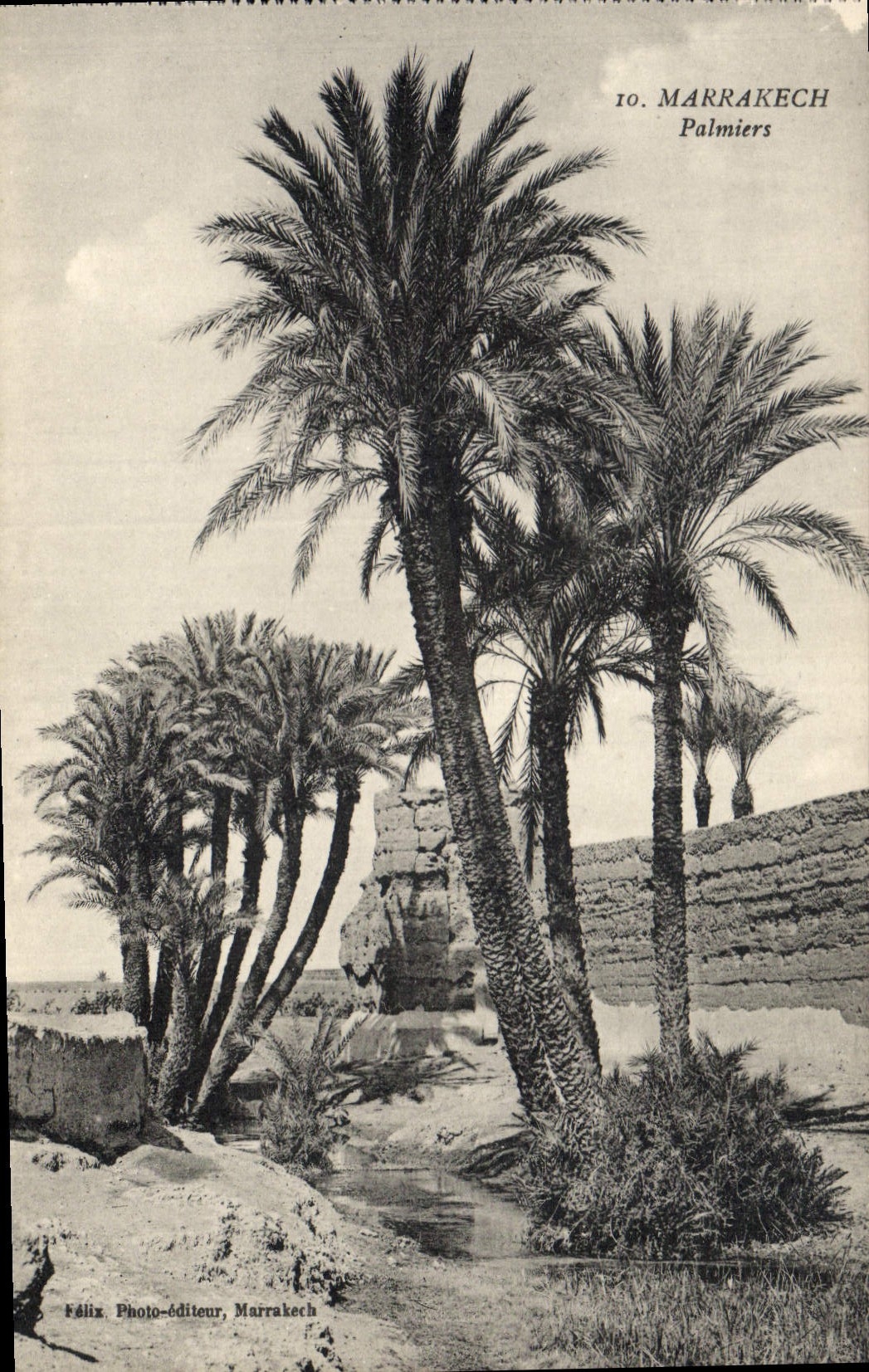 Vintage Postcard Palm trees Marrakech Palm tree