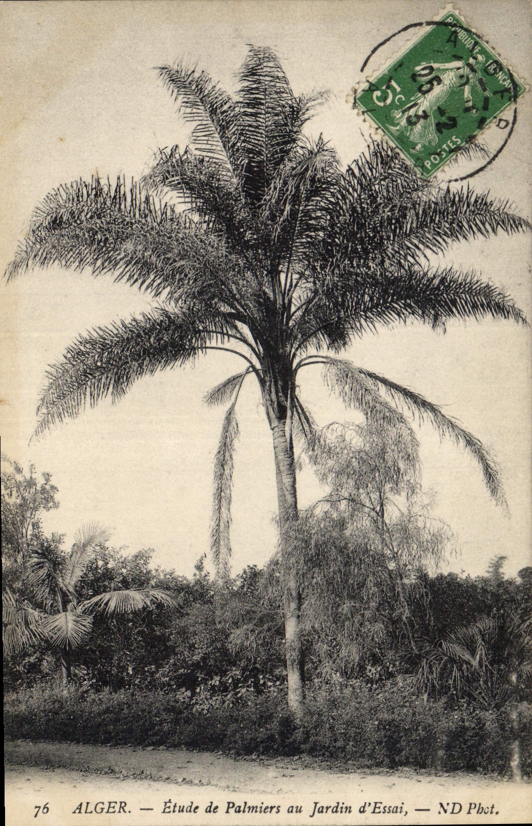 Vintage Postcard Palm trees Palm tree Algiers Study of palm trees to the garden of test